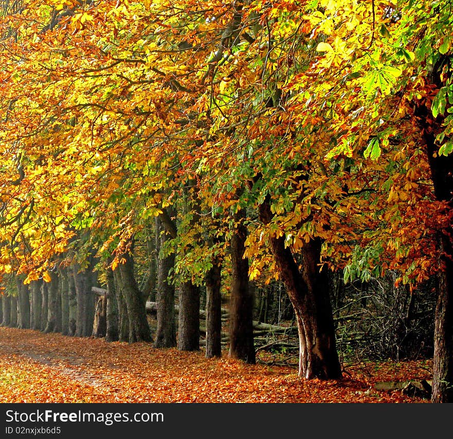 Autumn scene in the wood. Autumn scene in the wood