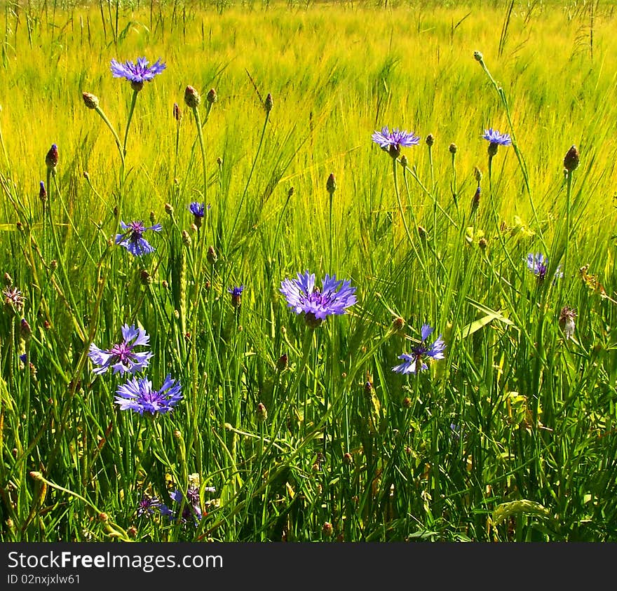 Cornflowers growing on the field