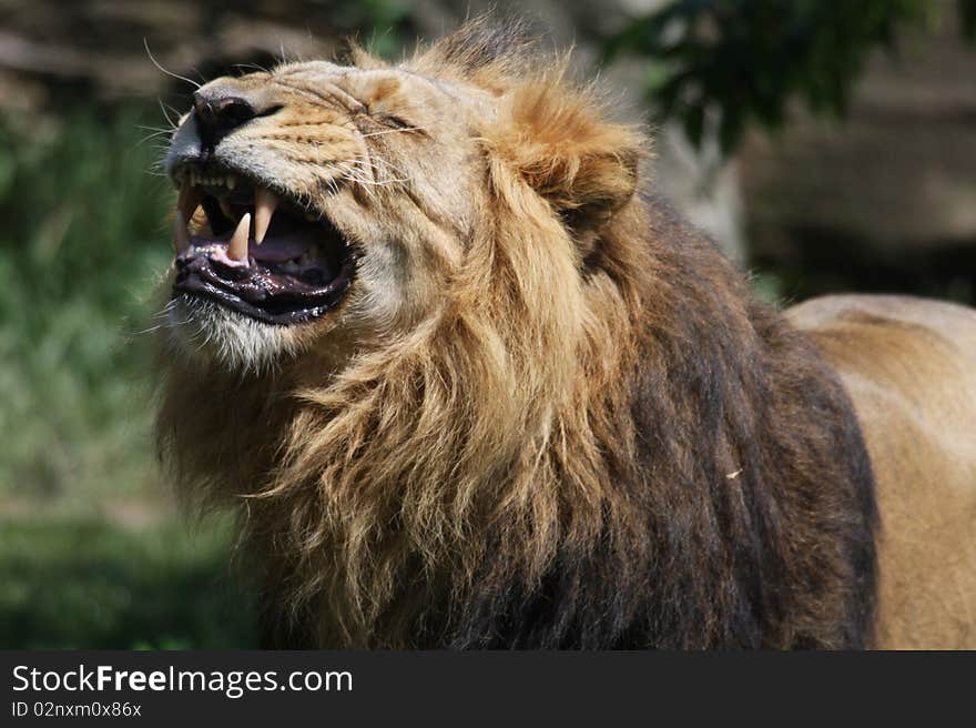 The male lion is roaring.