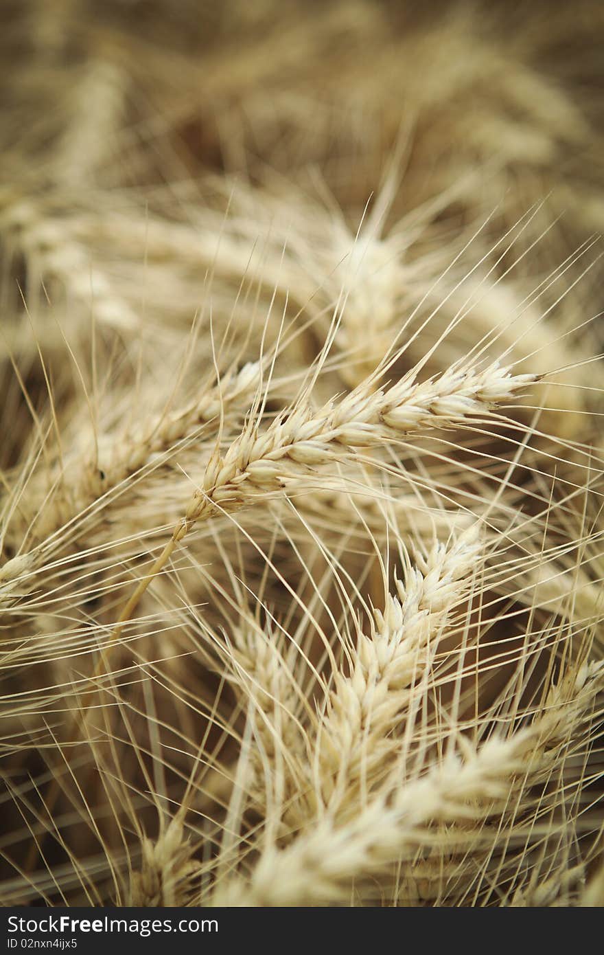 Yellow wheat on the field. Close up