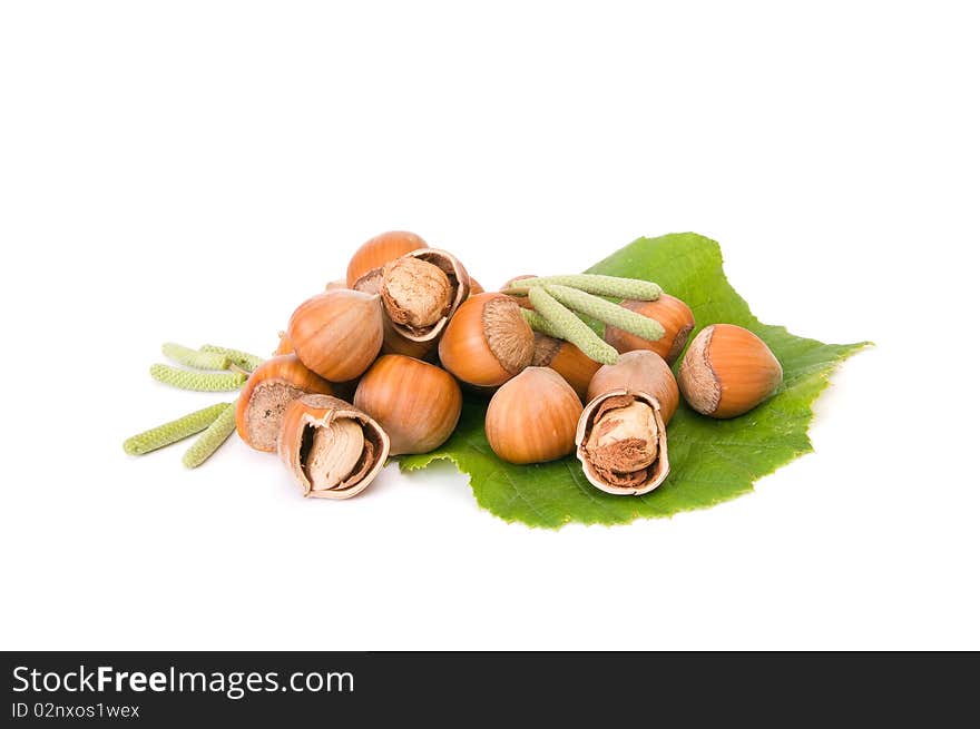 Hazelnuts,buds and green leaf isolated on a white background. Hazelnuts,buds and green leaf isolated on a white background.