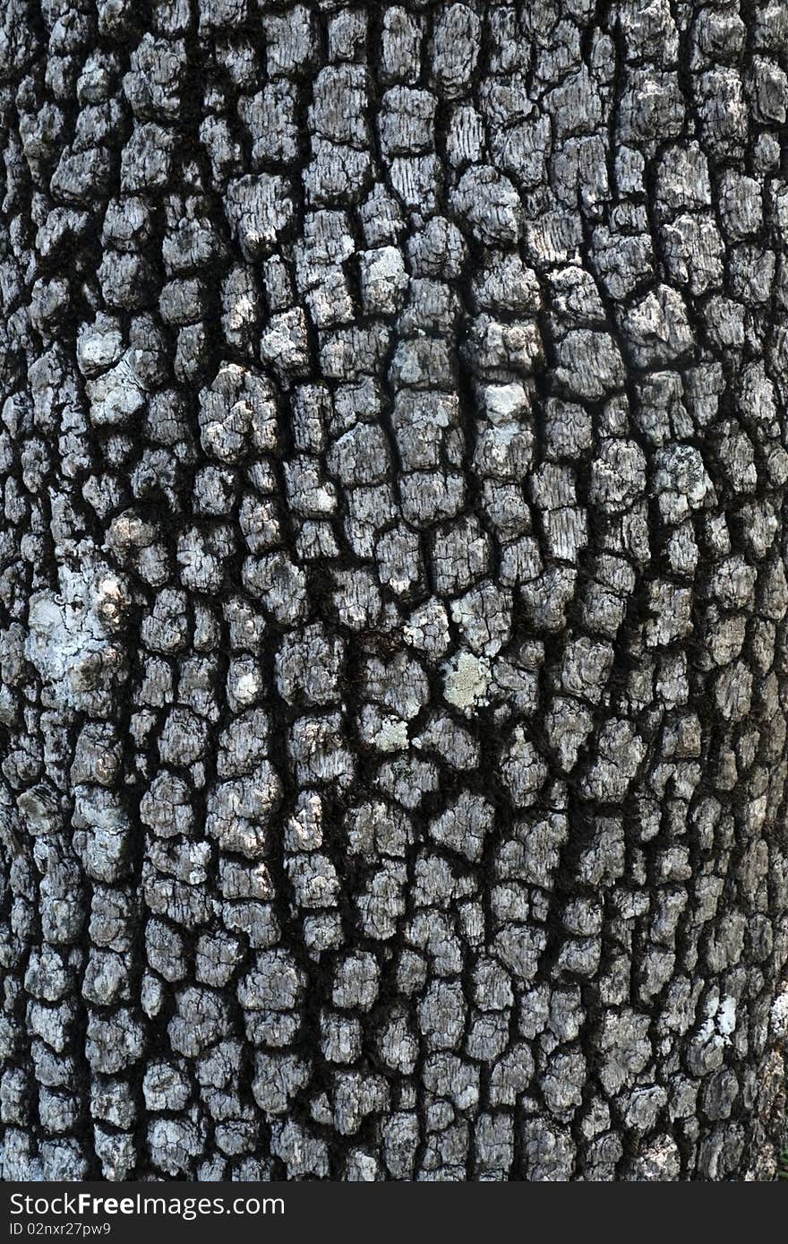 Tree skin, close up of tree trunk with strange bark. Tree skin, close up of tree trunk with strange bark