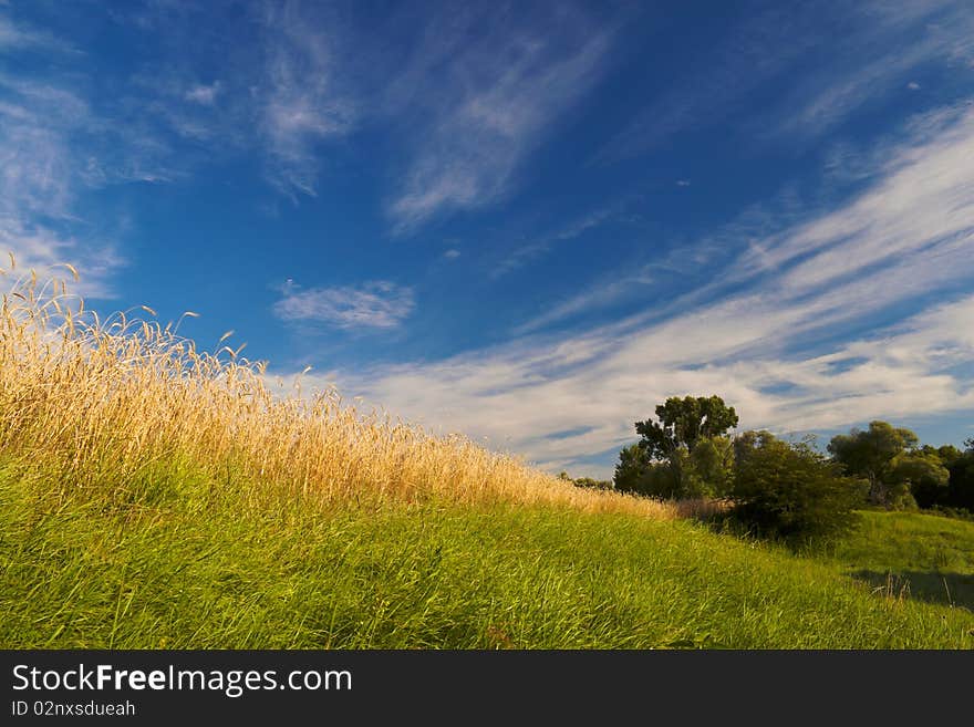 Beautiful sunny meadow, clouds in the sky. Beautiful sunny meadow, clouds in the sky.