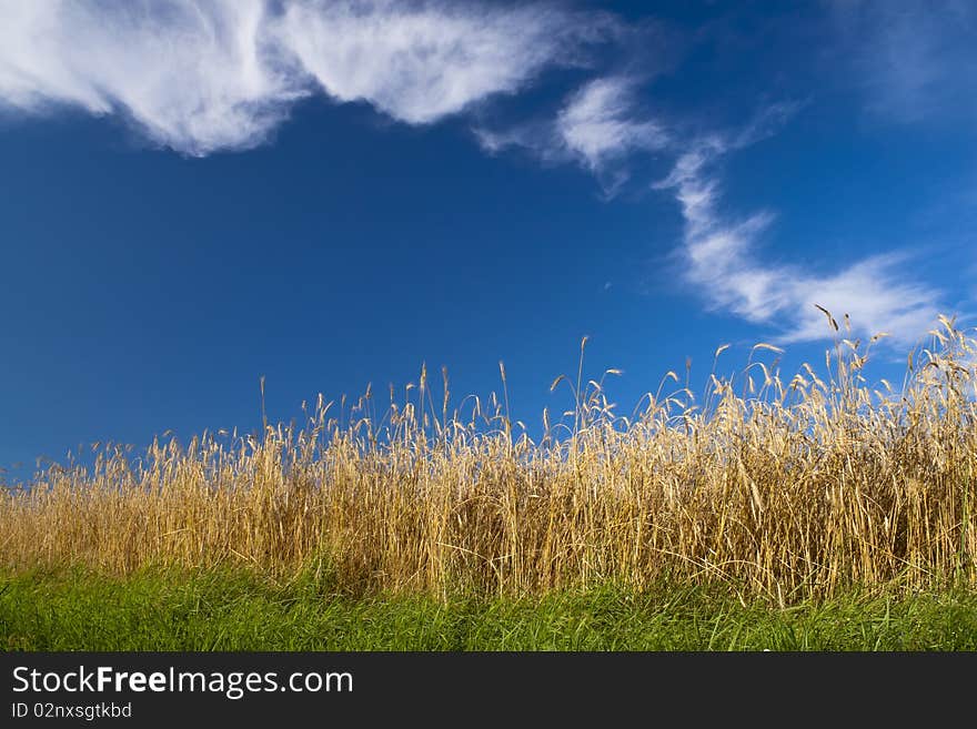 Beautiful sunny meadow, clouds in the sky. Beautiful sunny meadow, clouds in the sky.