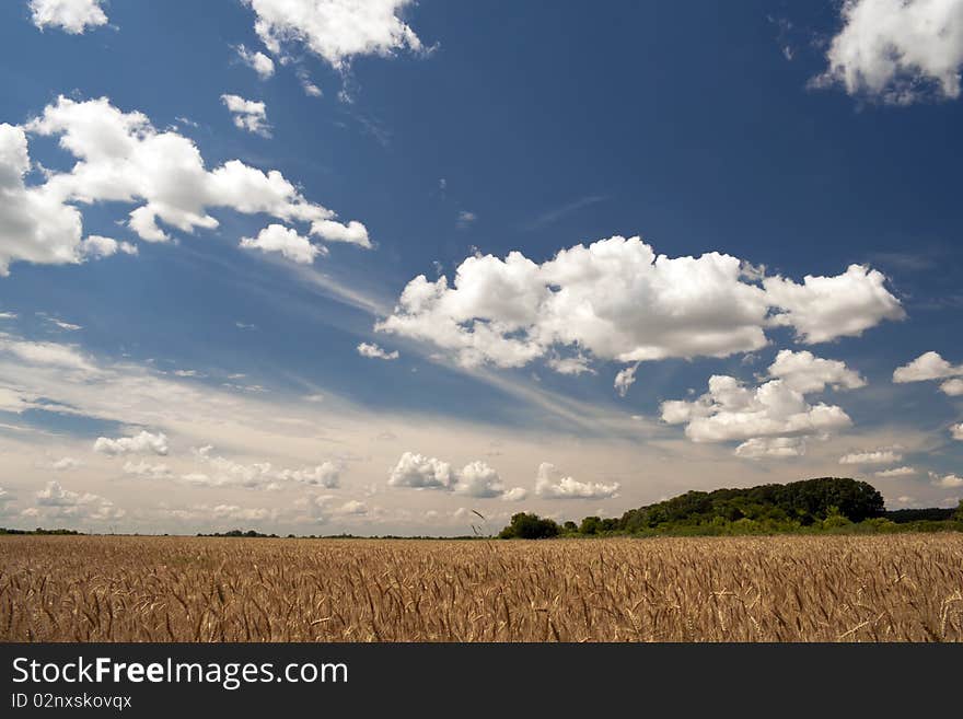 Beautiful sunny meadow, clouds in the sky. Beautiful sunny meadow, clouds in the sky.