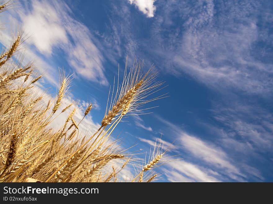 Ripe wheat field, cloudy sky.