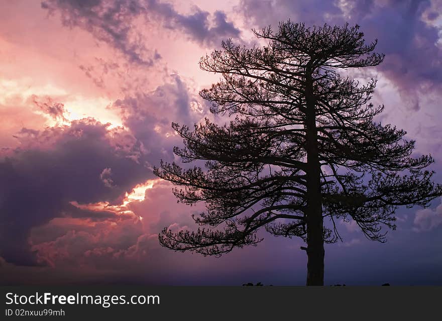 Pine tree and a stormy sunset. Pine tree and a stormy sunset