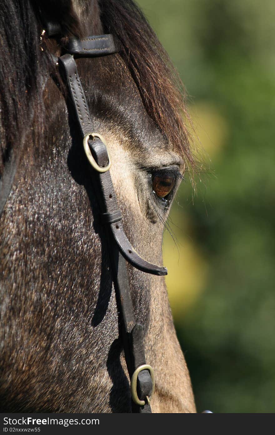 Close up of a horses head.