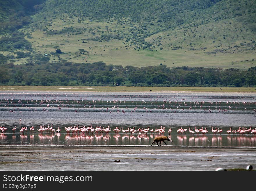 Africa,Tanzania, Ngorongoro crater