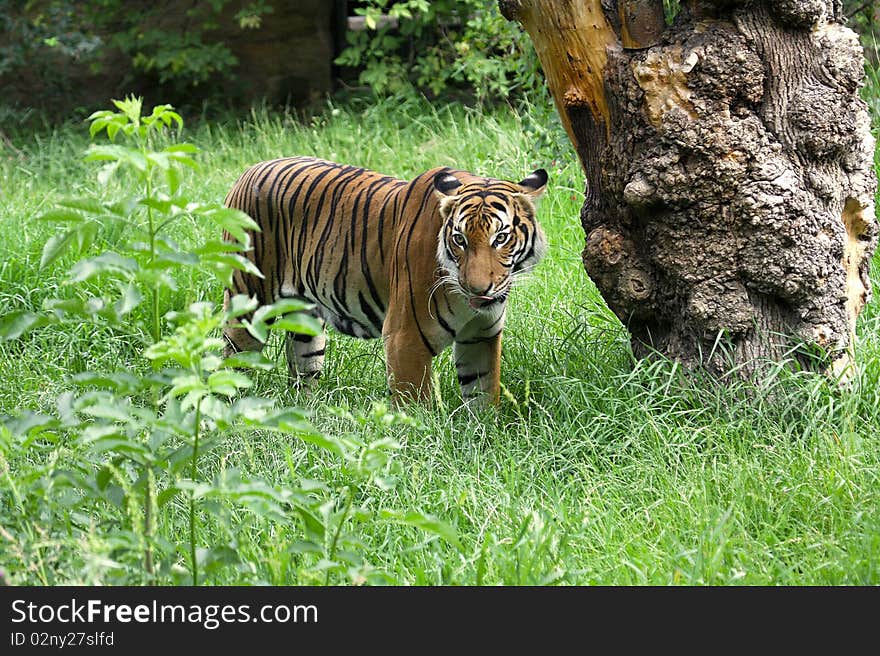 Detail of the malaysian tiger at grass. Detail of the malaysian tiger at grass