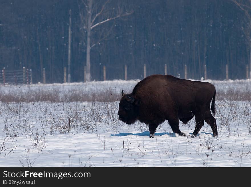 European Bison (Bison bonasius) in WinterLandscape