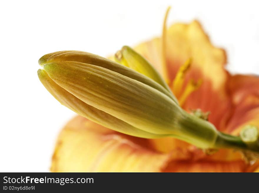 Closeup of a closed day lily bud