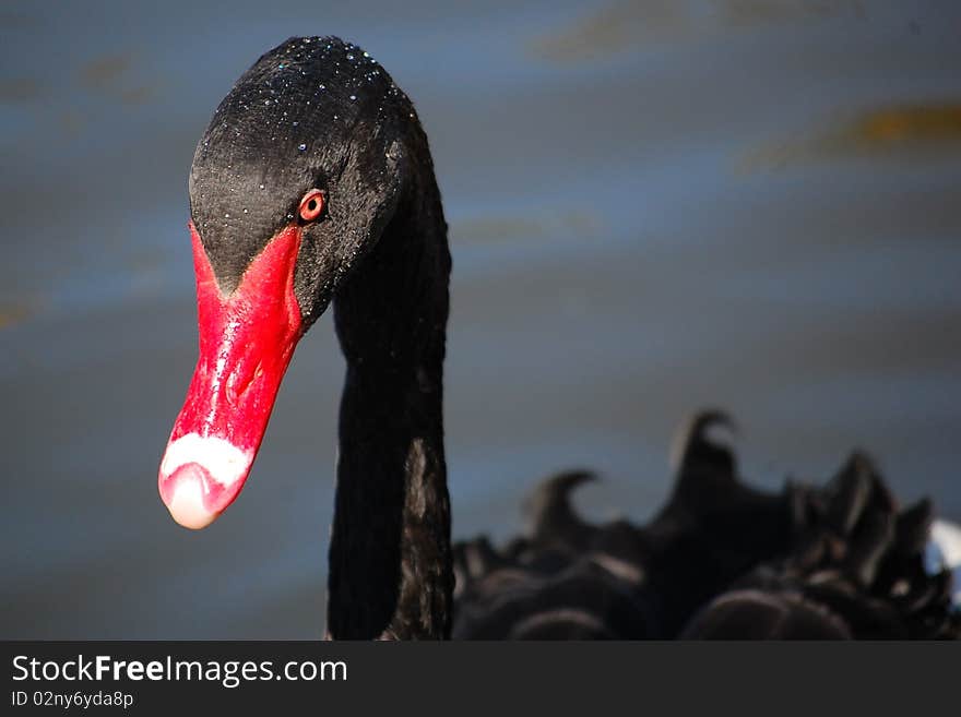 Black Swan