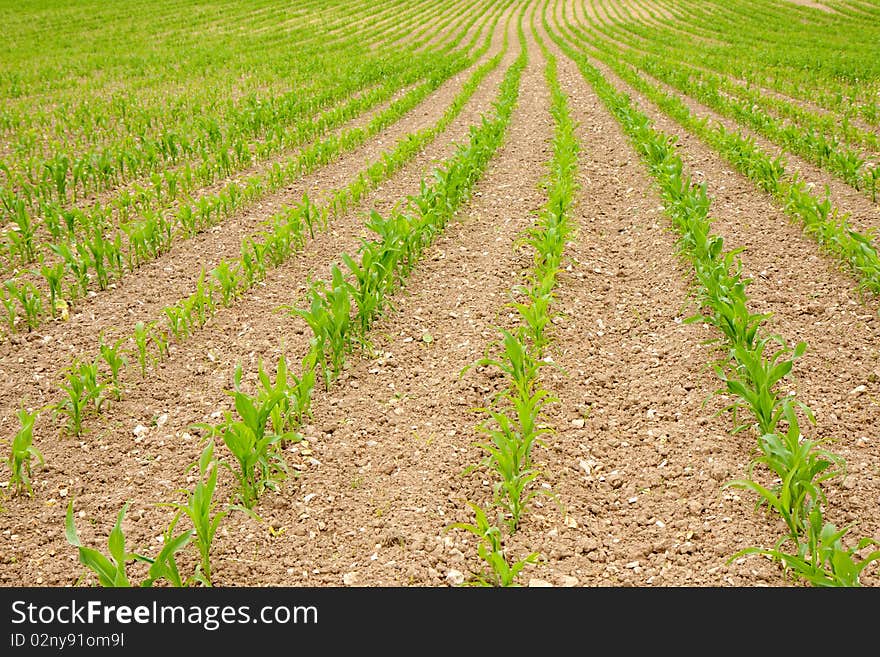 Field Of Green Shoots