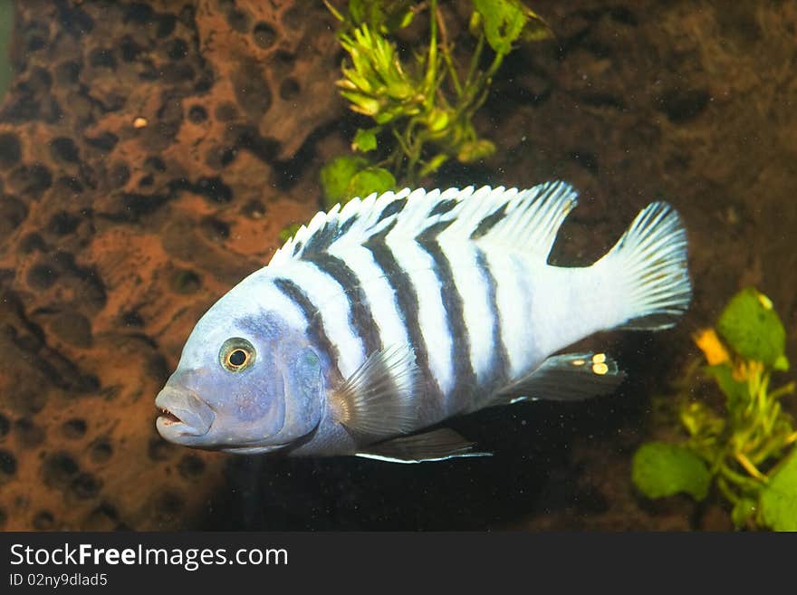 Stripped Cichlid in Aquarium