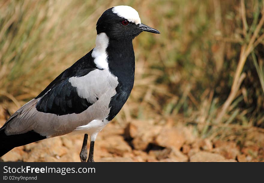 Black and White Bird