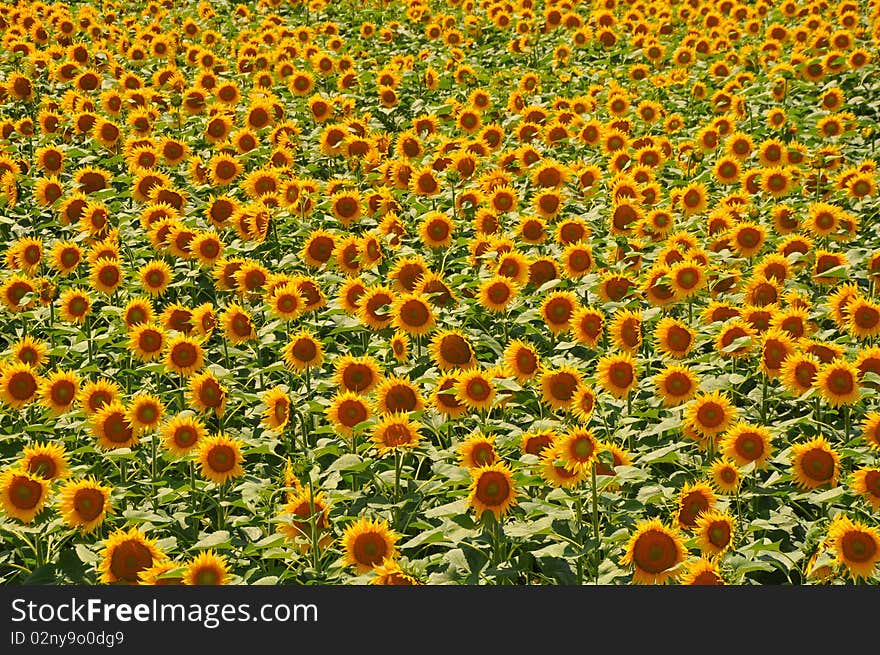 Sunflower gold field