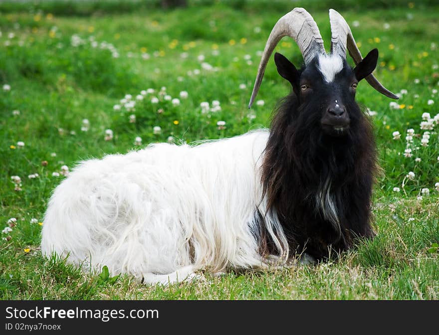 Bagot goat