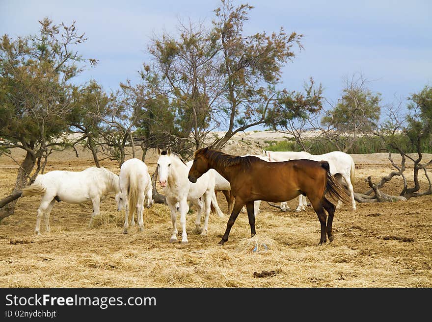 Horses