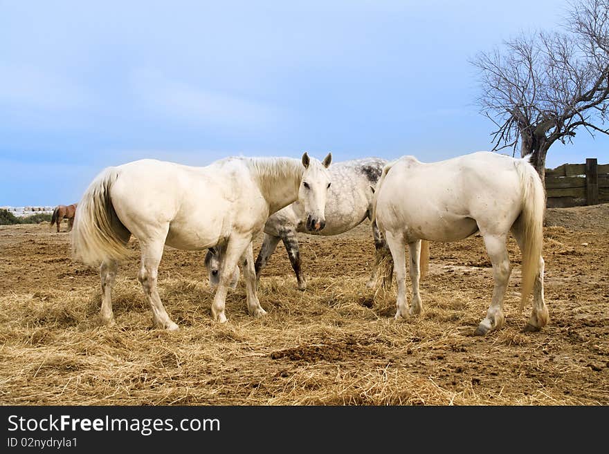 Horses grazing in the countryside