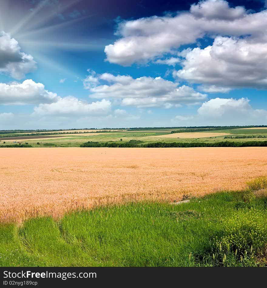 Wheat against the blue sky