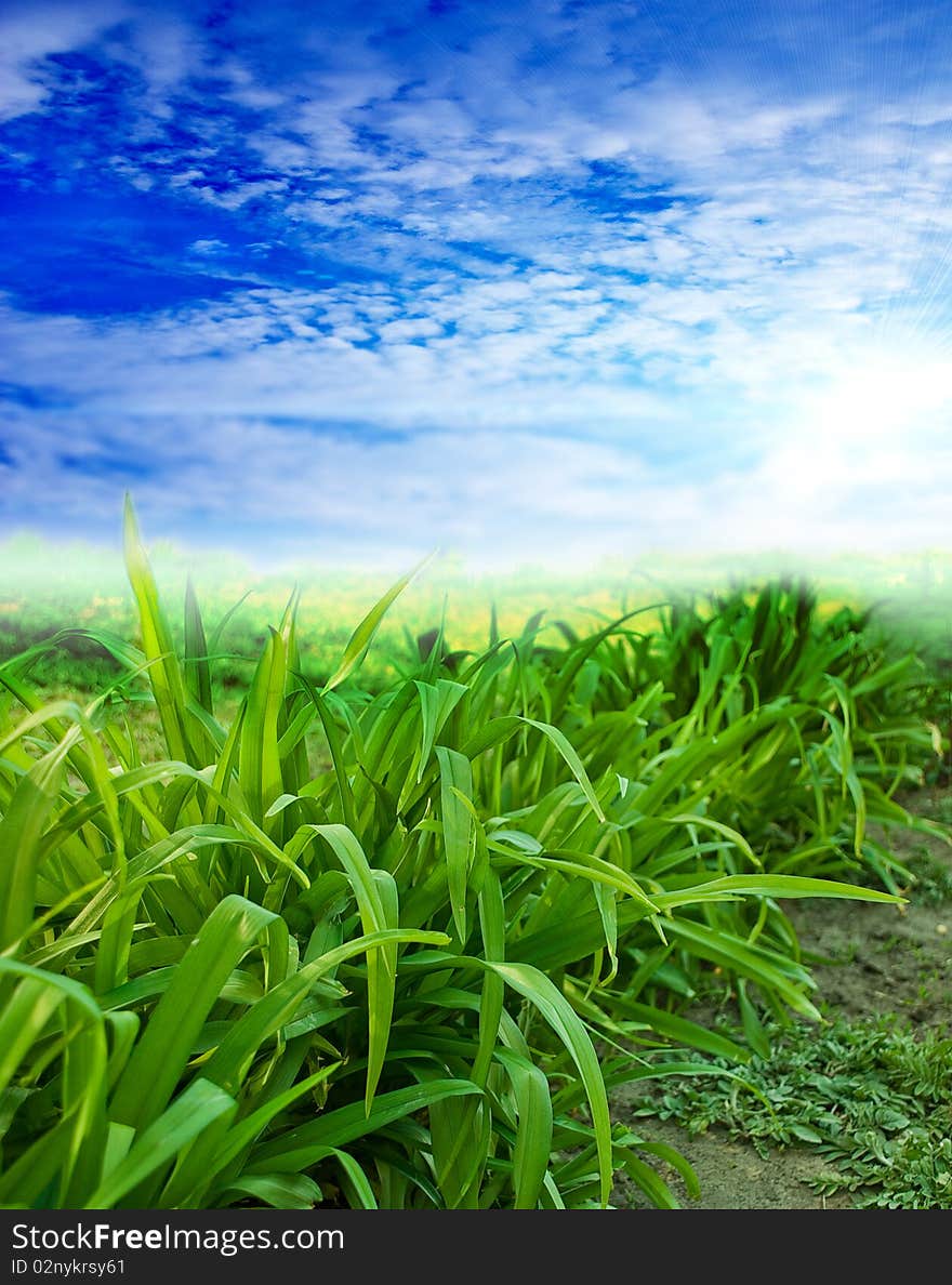 Sky and grass, digital picture