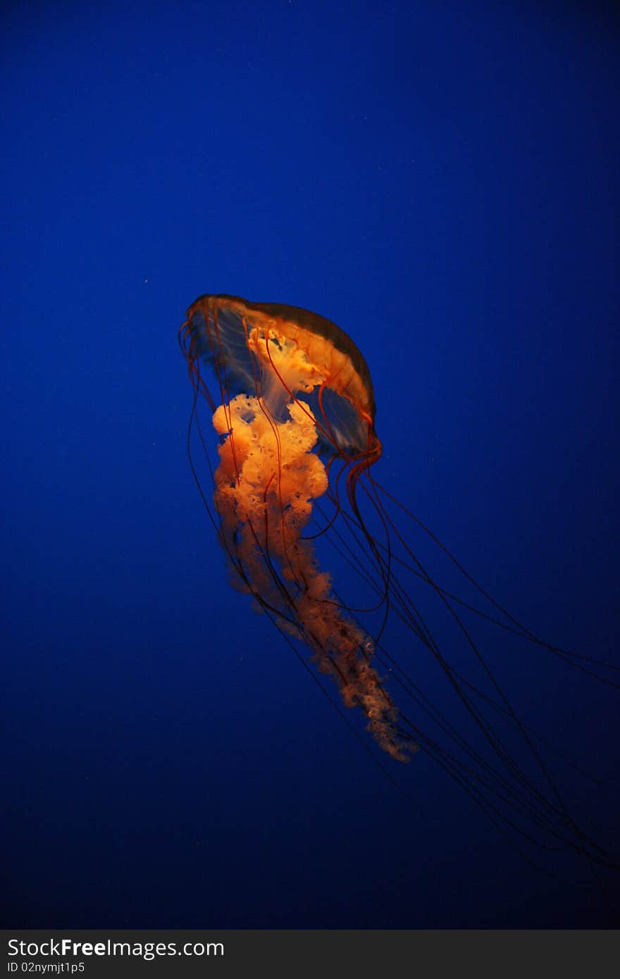 Jellyfish