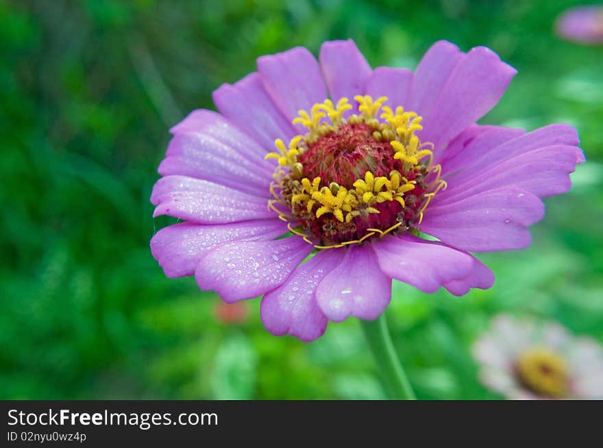 Purple Daisy With Morning Dewdrops