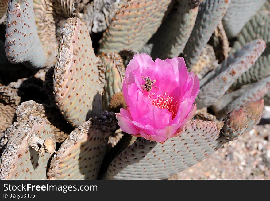 Prickly Pear Cactus Fertilized by Honey Bee