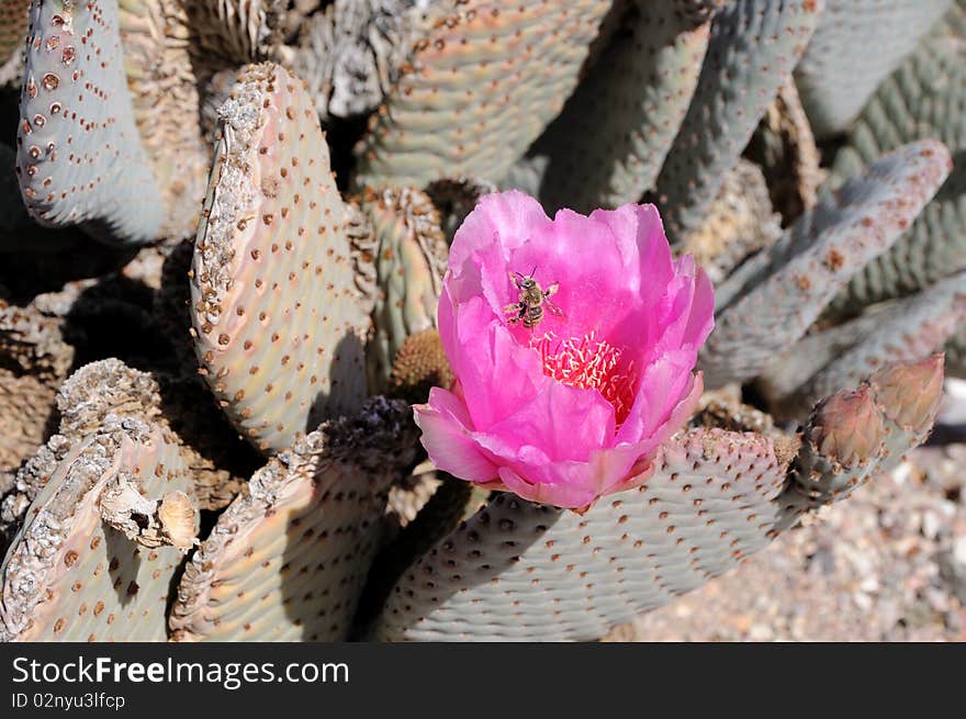 Prickly Pear Cactus