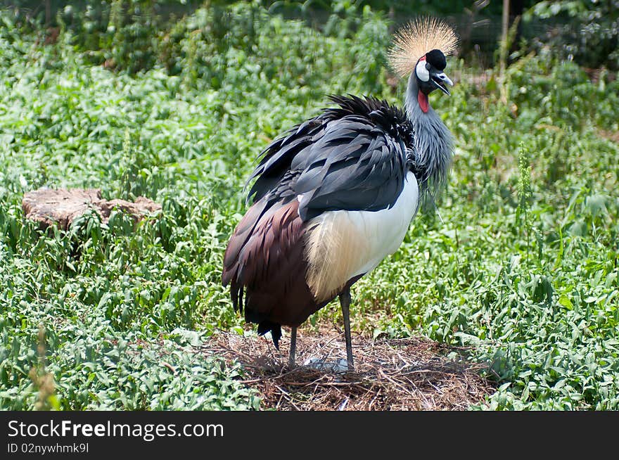 Protecting Peacock