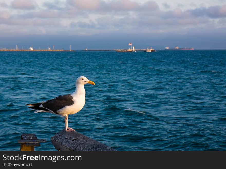 Western seagull at sunset on the Venice Beach pier, California.