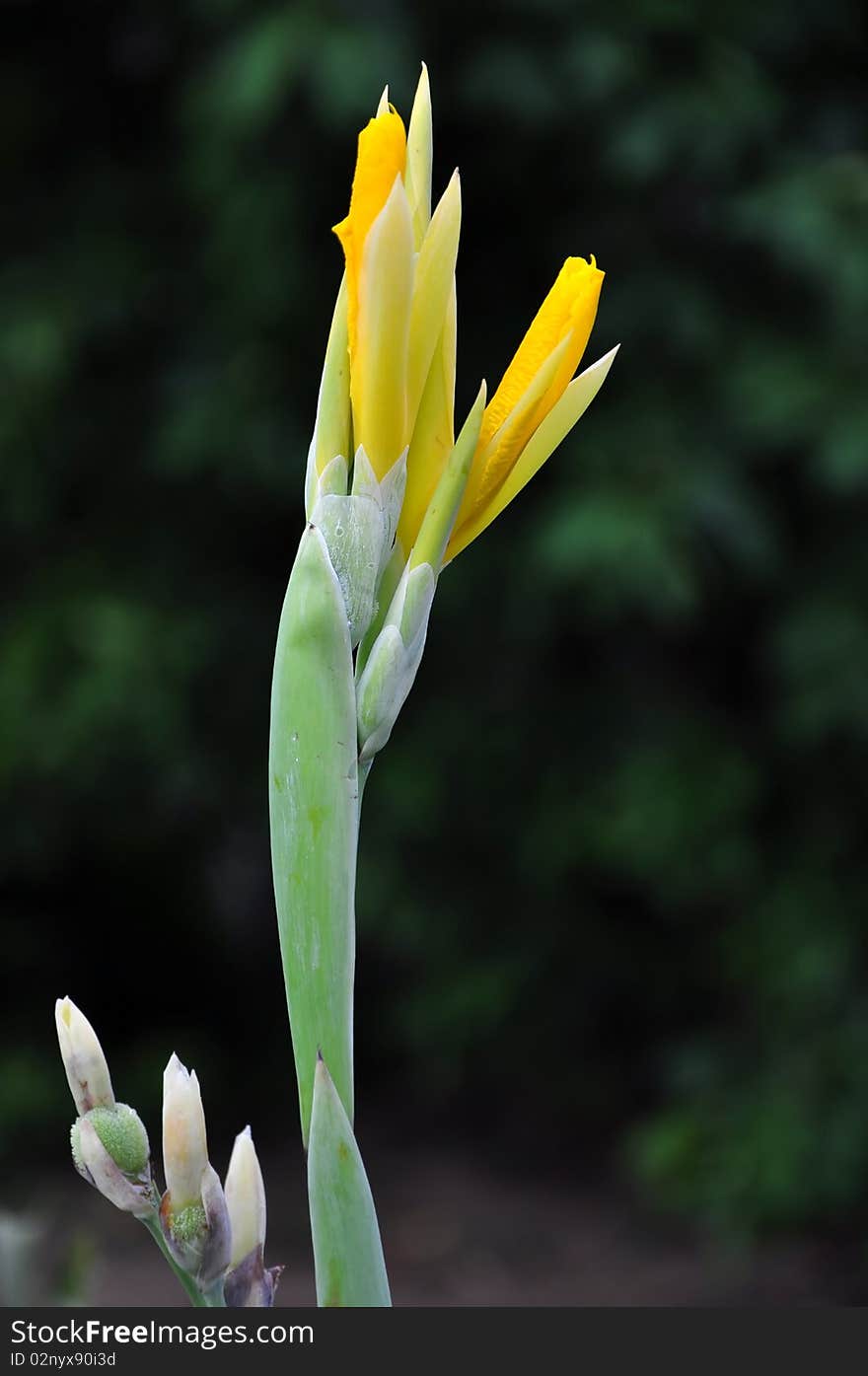 Thai canna flower