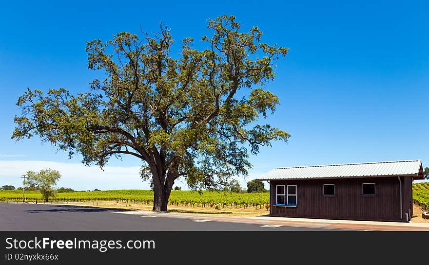 California Vineyards