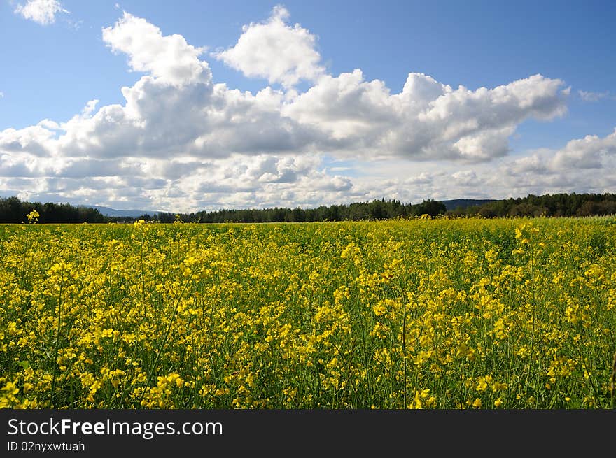 Field of Canola Flowers on a Historic Farm and Wildlife Refuge in Alaska