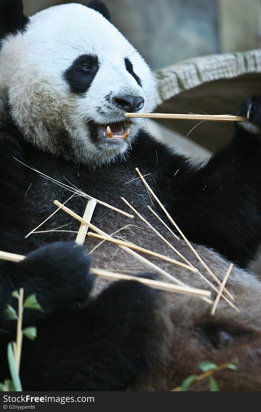 A Giant panda eats a bamboo stalk. Taken from chiangmai zoo Thailand. A Giant panda eats a bamboo stalk. Taken from chiangmai zoo Thailand