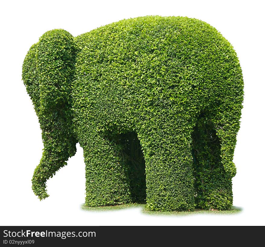 Elephant tree