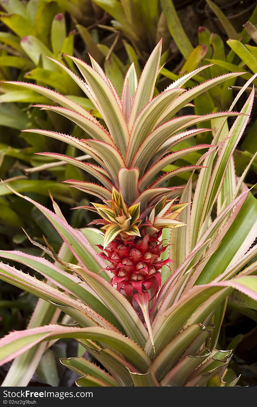 Fruit Of Thailand