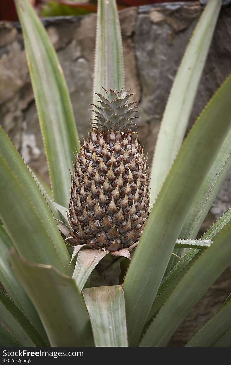 Fruit Of Thailand