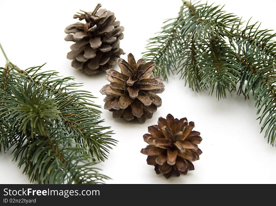 Fir branches with cone