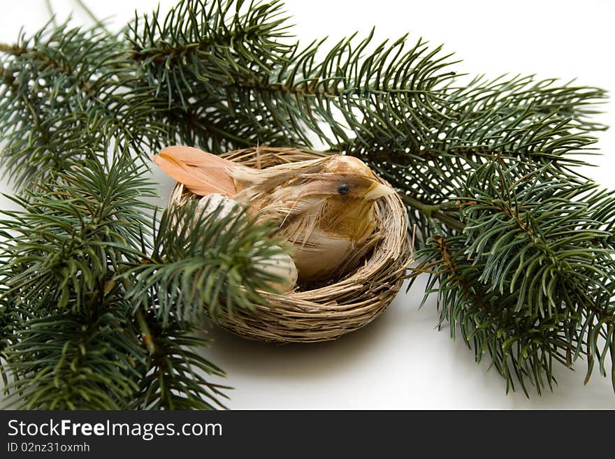 Fir branches with bird nest