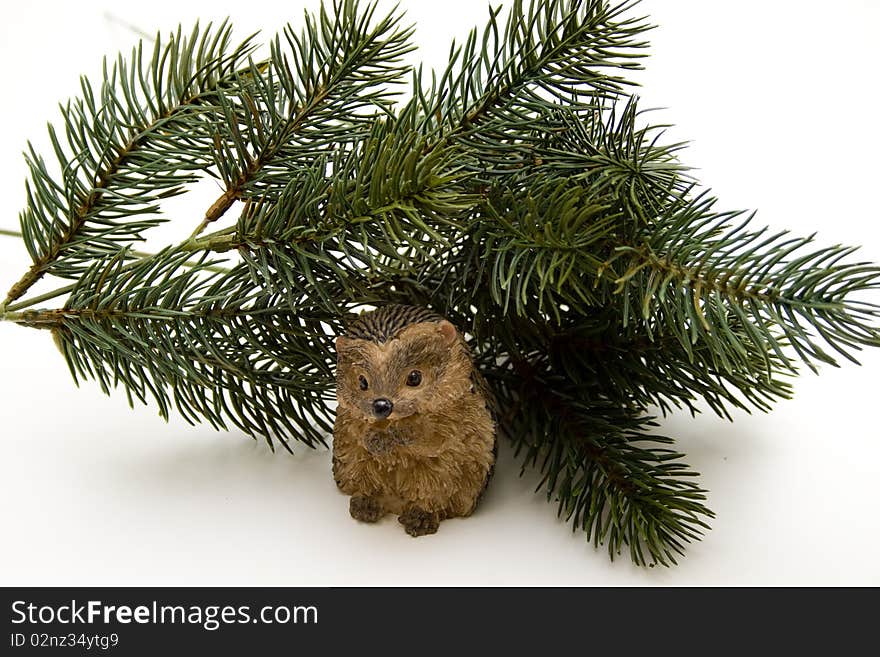 Fir branches with hedgehog