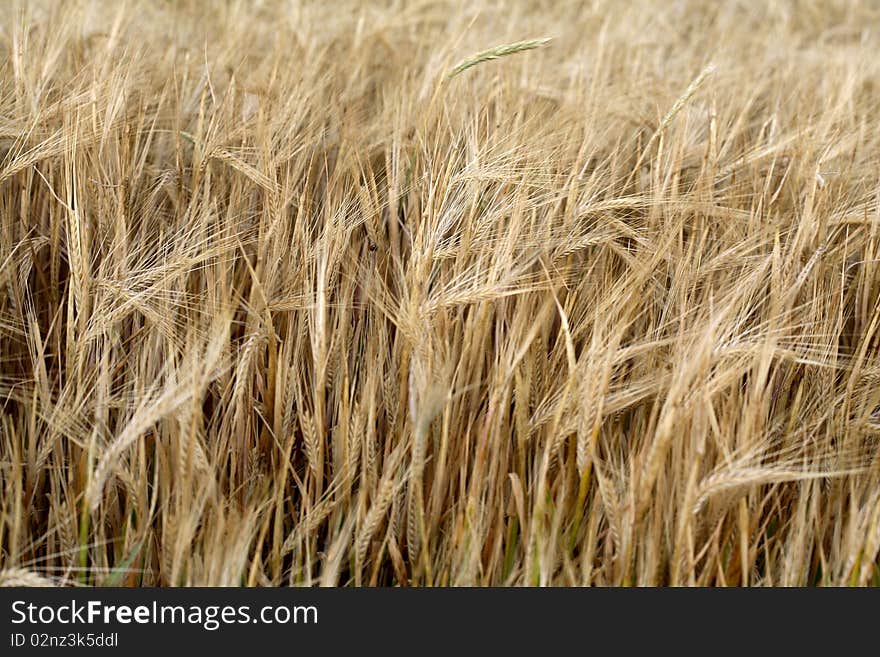 Sunset over field with green grass background