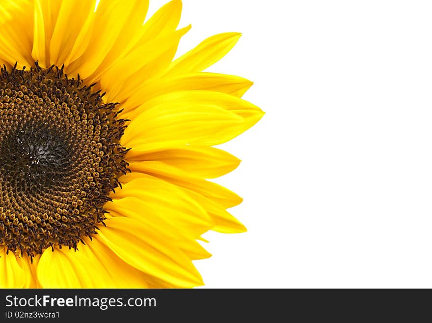 Partial view of sunflower head isolated on white background. Focus at center of flower.