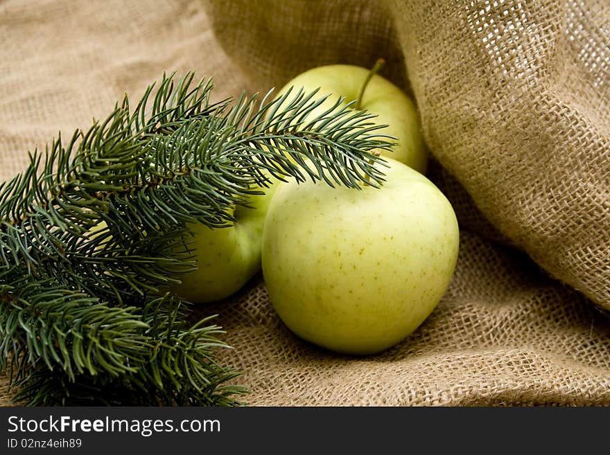 Fir branches with apples