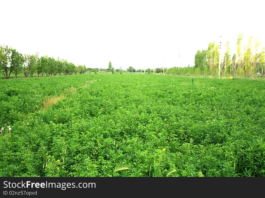 The potato in the green field blossoms background