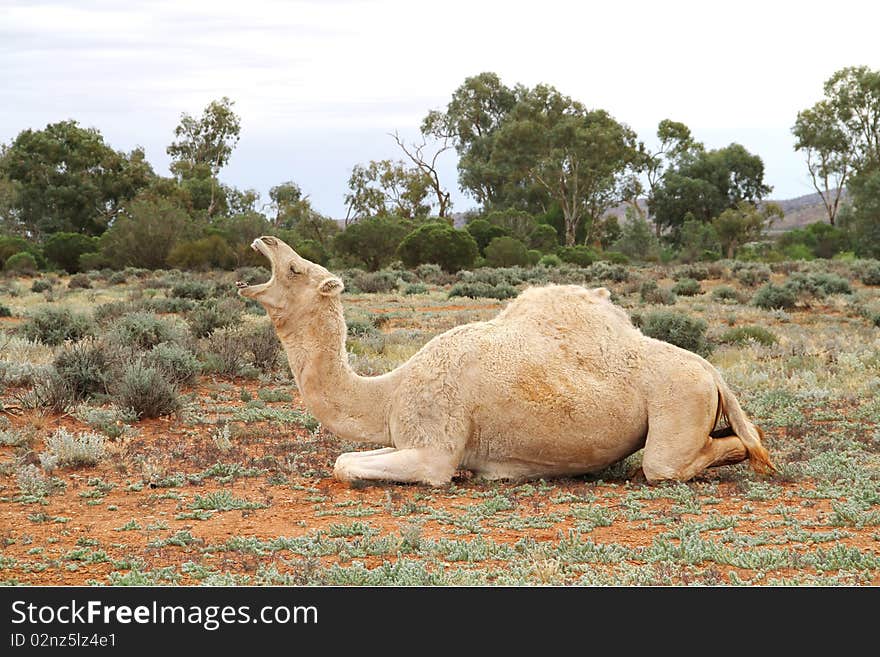 Camel talk, wild animal letting you know not to come any closer.