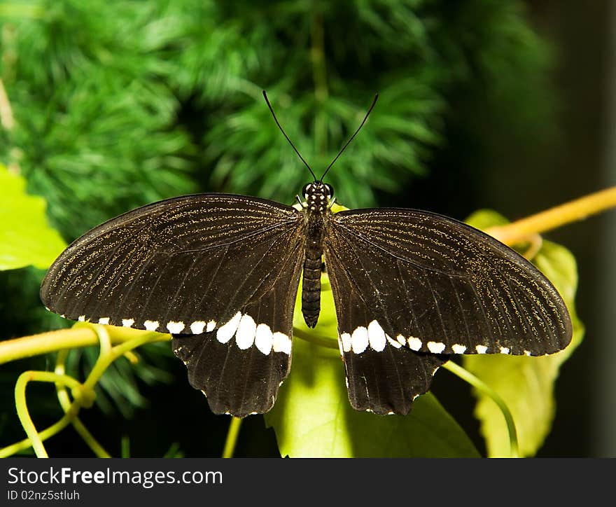 Papilio polytes - butterfly resting on a branch