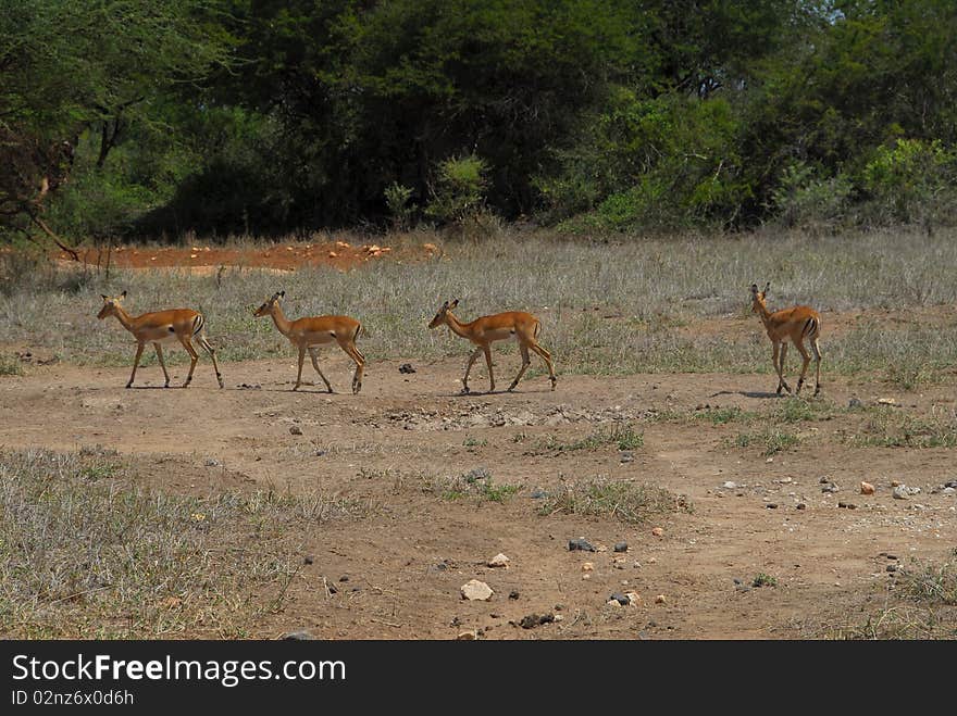 Family of gazelles in the savanna