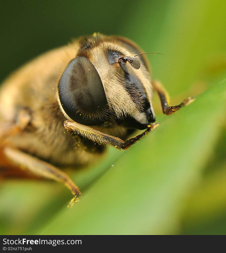 Super close up of bee